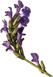 Lavendel